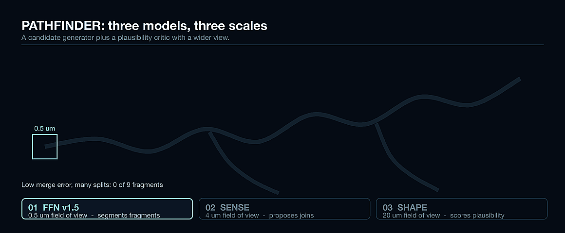 Three-stage reconstruction: a 0.5 micrometre model splits a neurite into fragments, a 4 micrometre model proposes ways to join them, and a 20 micrometre model rejects the implausible assemblies and keeps one neuron. Reported at 94.2% normalised expected run length against about 52% for the prior method, and 67,200 cubic micrometres per hour against a prior estimate of 800.